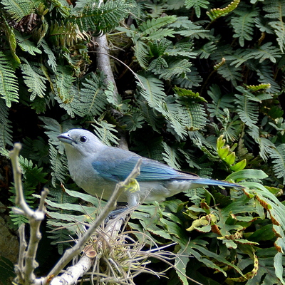 Sayaca Tanager (2)